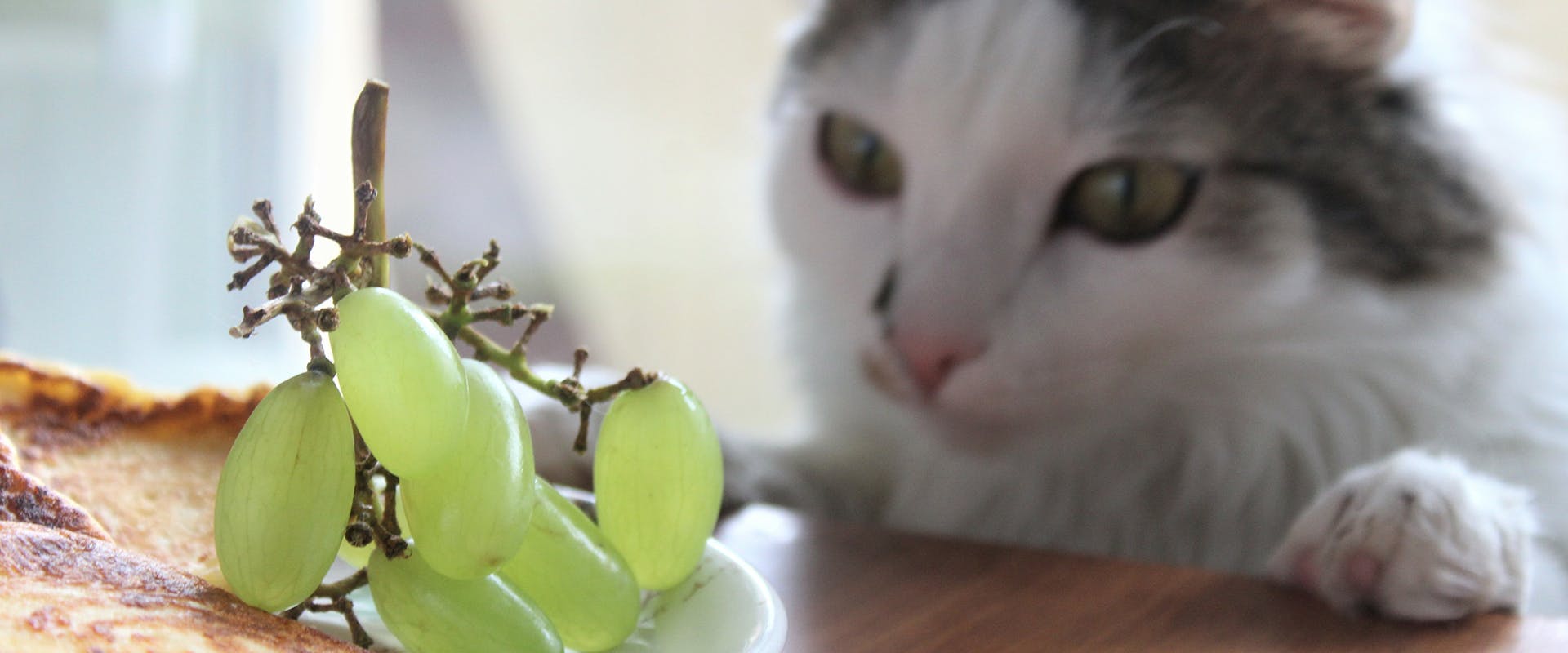 Are grapes top ok for cats